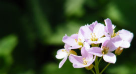 Valeriana - planta medicinala cu beneficii uimitoare pentru sanatate